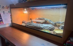 Bearded Dragon reptiles for sale: Red leatherback bearded dragon with vivarium - Image 2