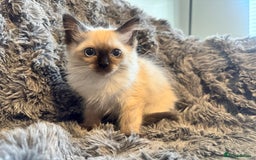 Ragdoll cats for sale: Gorgeous Pedigree Ragdolls  - Image 5