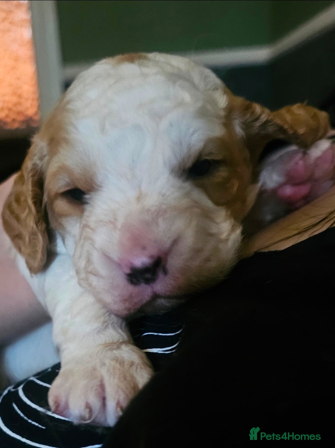 Cockapoo dogs for sale: Only two puppies left! Ready to go 9th December! - Advert 8