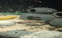 Other/Mixed Breed fish for sale: 5ft fish tank with fish - Image 24
