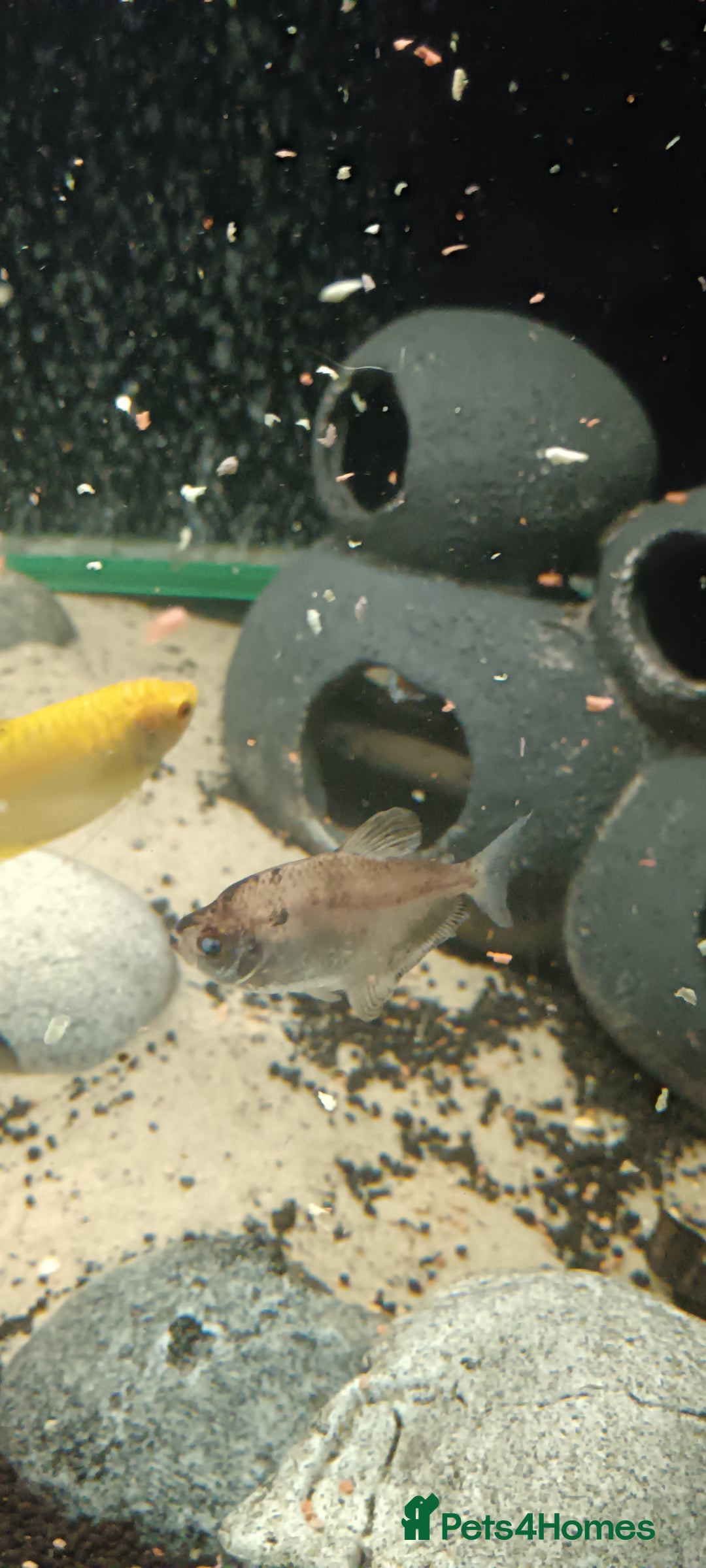 Other/Mixed Breed fish for sale: 5ft fish tank with fish - Image 24