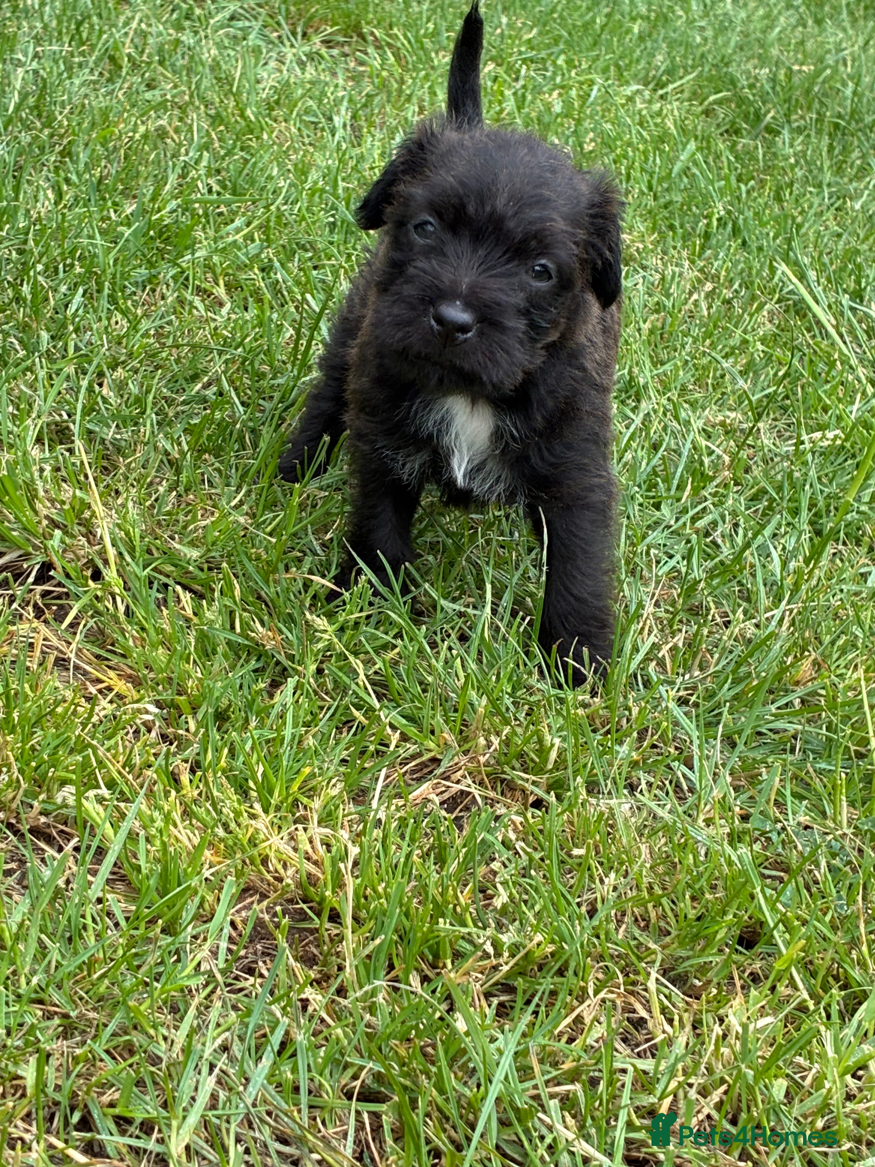 Mixed Breed dogs for sale: Patterdale Lakeland’s - Advert 8