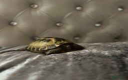 Tortoise reptiles for sale: Timmy the tortoise 🐢  - Image 3
