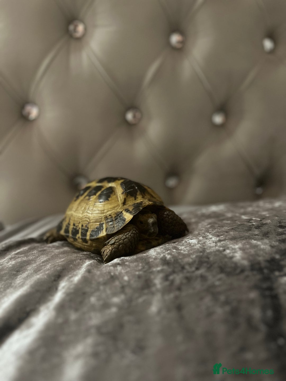 Tortoise reptiles for sale: Timmy the tortoise 🐢  - Image 3
