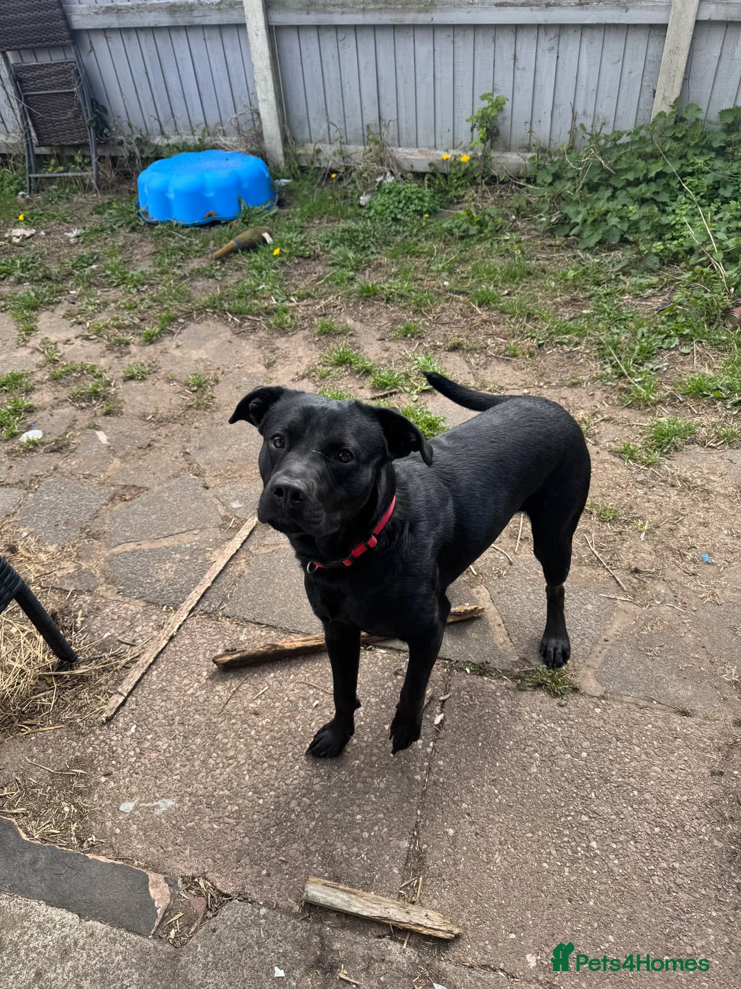 Labrador Retriever dogs for sale: Dog for sale in Dudley - Advert 2