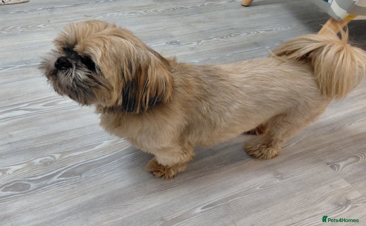 Shih Tzu dogs - Advert 1