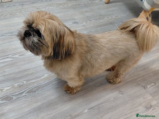 Shih Tzu dogs for sale - Advert 1