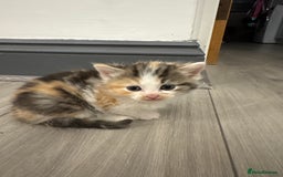 Persian cats for sale: Persian Kittens  - Image 26