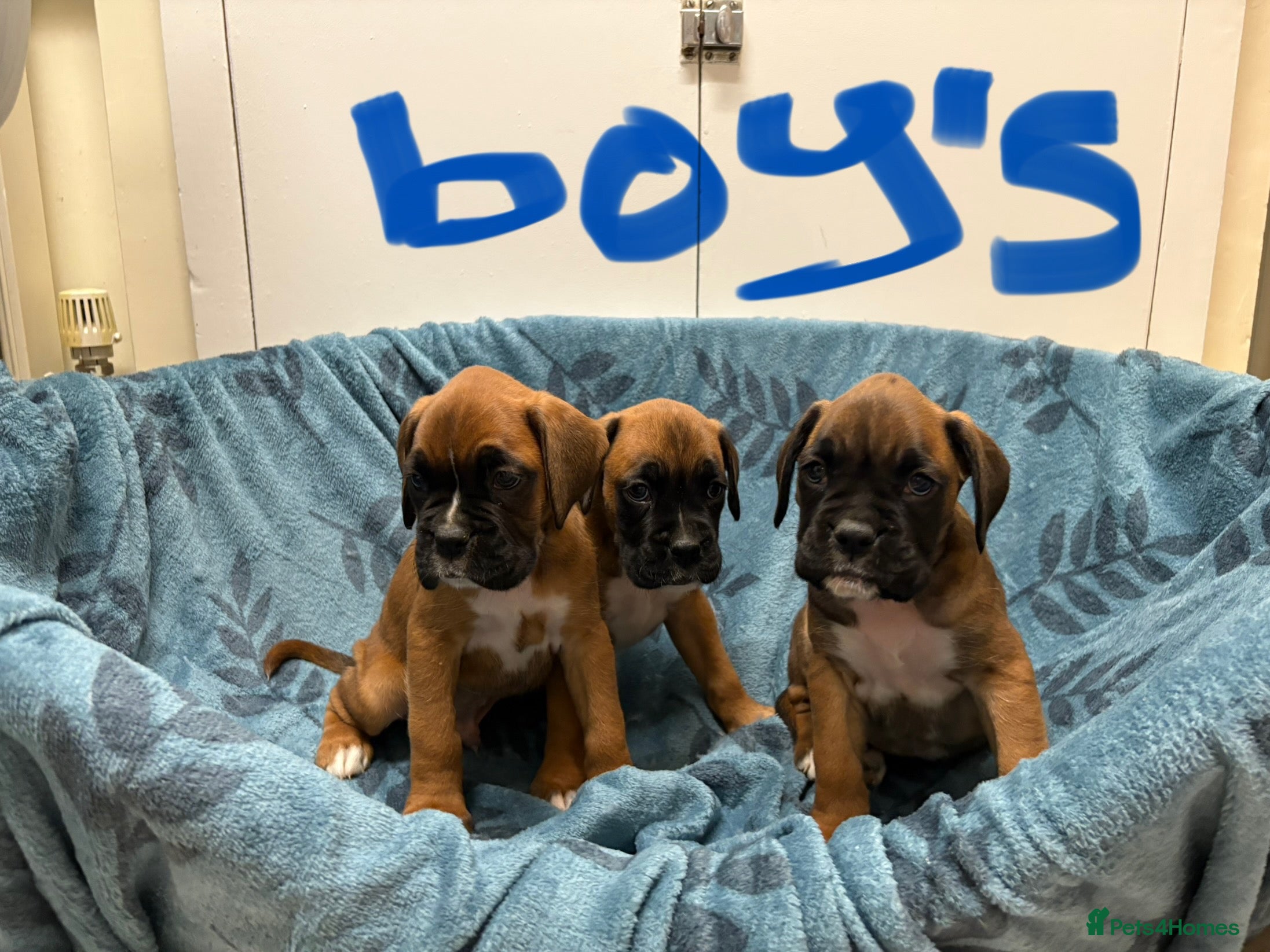 Boxer dogs Boxer puppy’s bob/ long tail  - Advert 5