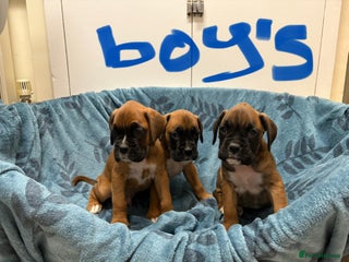 Boxer dogs Boxer puppy’s bob/ long tail - Advert 5