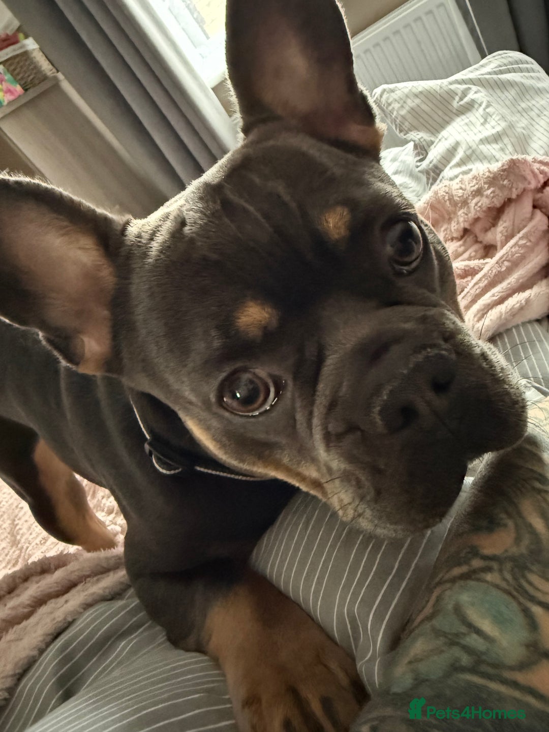 French Bulldog dogs for sale: Male frenchbull - Advert 1