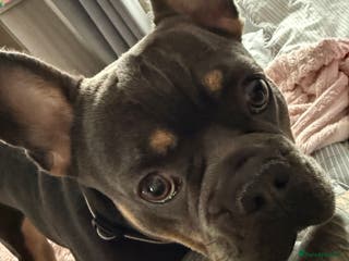 French Bulldog dogs Male frenchbull - Advert 1