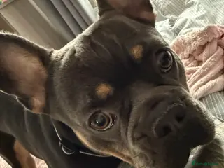 French Bulldog dogs Male frenchbull - Advert 18