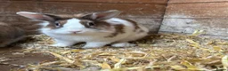 Lionhead rabbits for sale: 2 male Lion head rabbits  in Bordon - Advert 3