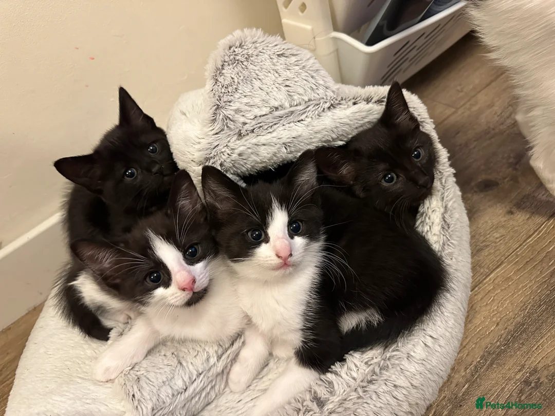 Mixed Breed cats for sale: Adorable kittens needing loving forever homes 🐾 - Advert 1