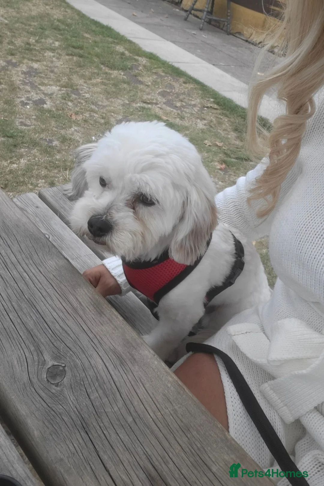 Shih Tzu dogs for sale: Imperial shih tzu and shihpoo  - Advert 2