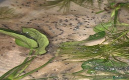 Axolotl reptiles for sale: 10 Axolotls eggs for sale  - Image 1