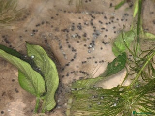 Axolotl reptiles - Advert 2