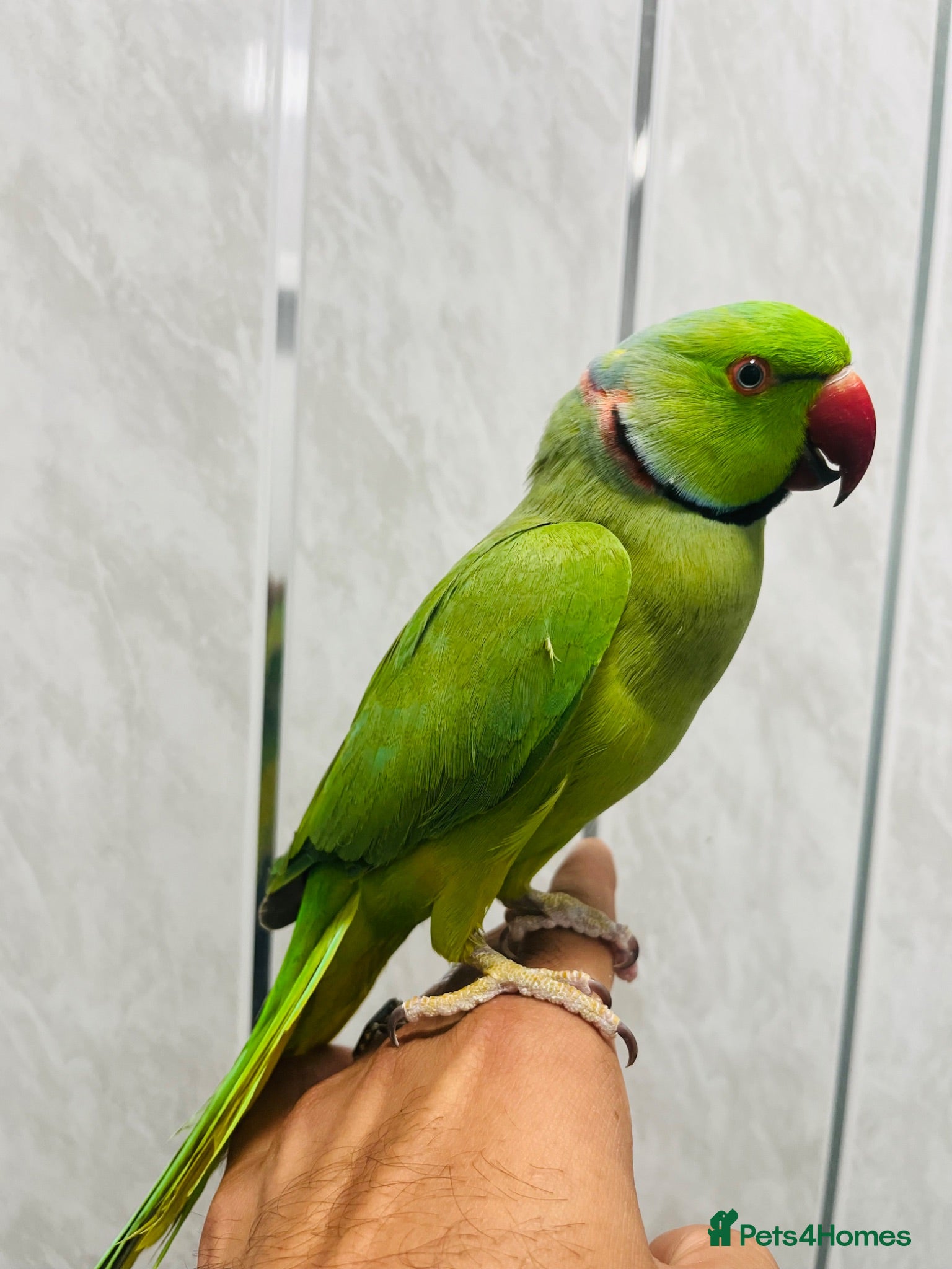 Ringnecks birds Ringneck Parrot to go  - Advert 2
