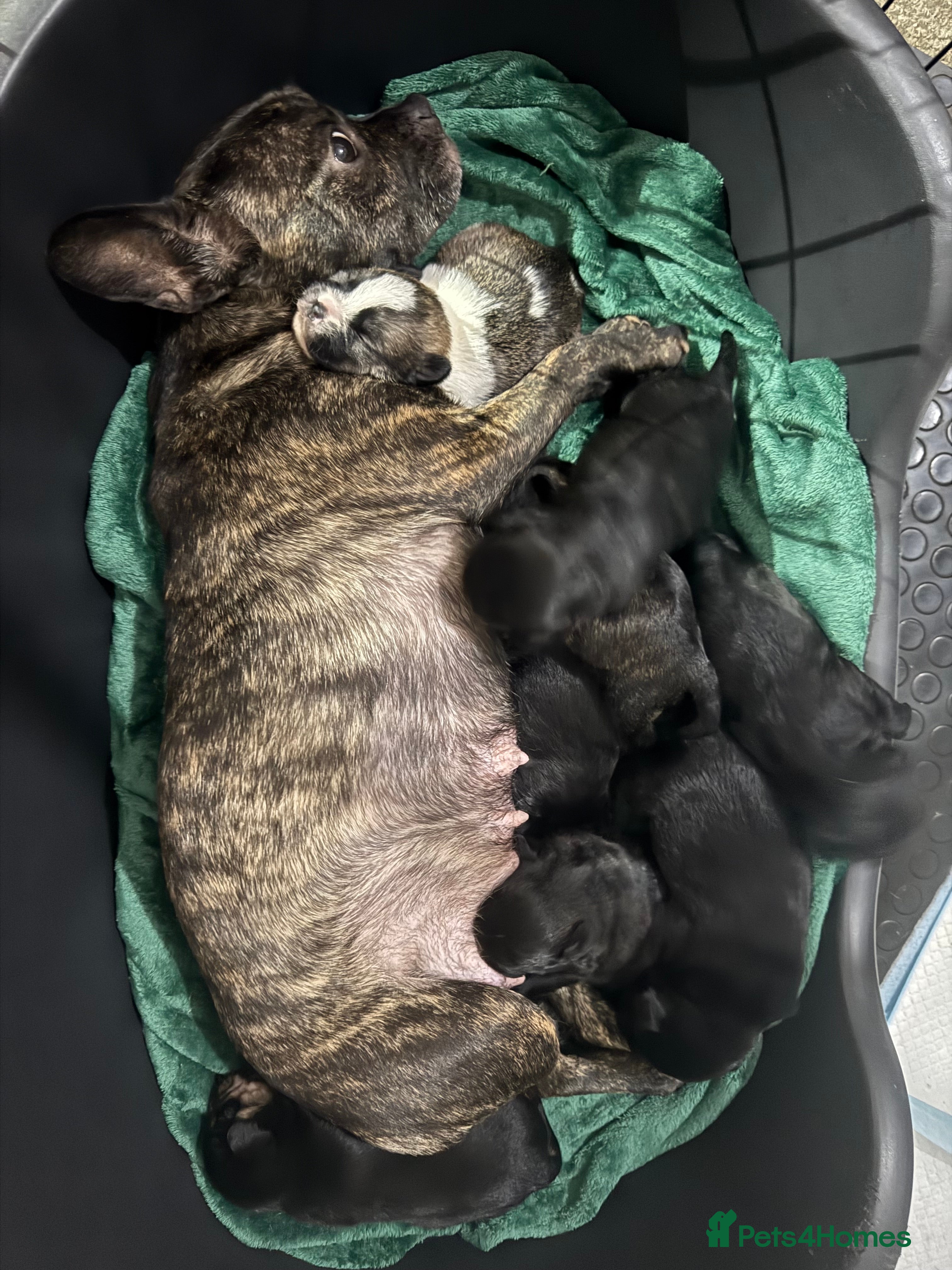 Mixed Breed dogs 3 shih poo-3/4 French bulldog-1/4 Stafford left - Advert 2