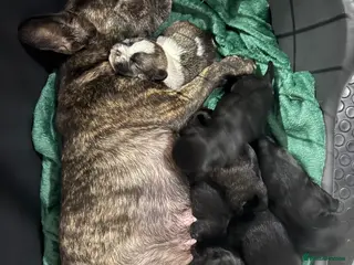 Mixed Breed dogs 3 shih poo-3/4 French bulldog-1/4 Stafford left - Advert 15