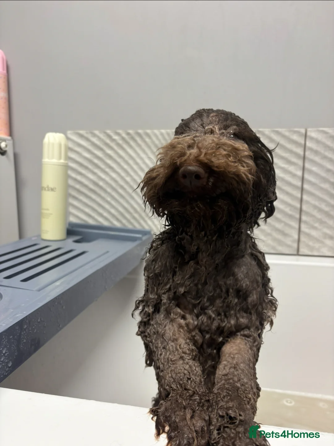 Maltipoo dogs for sale: Beautiful tiny chocolate maltipoo  - Advert 2