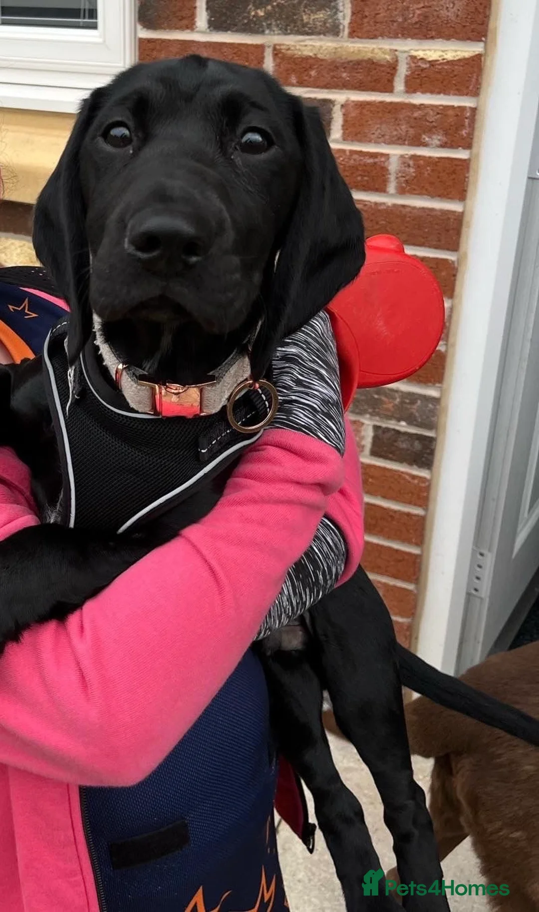 Springador dogs for sale: Re homing Springador   - Advert 3