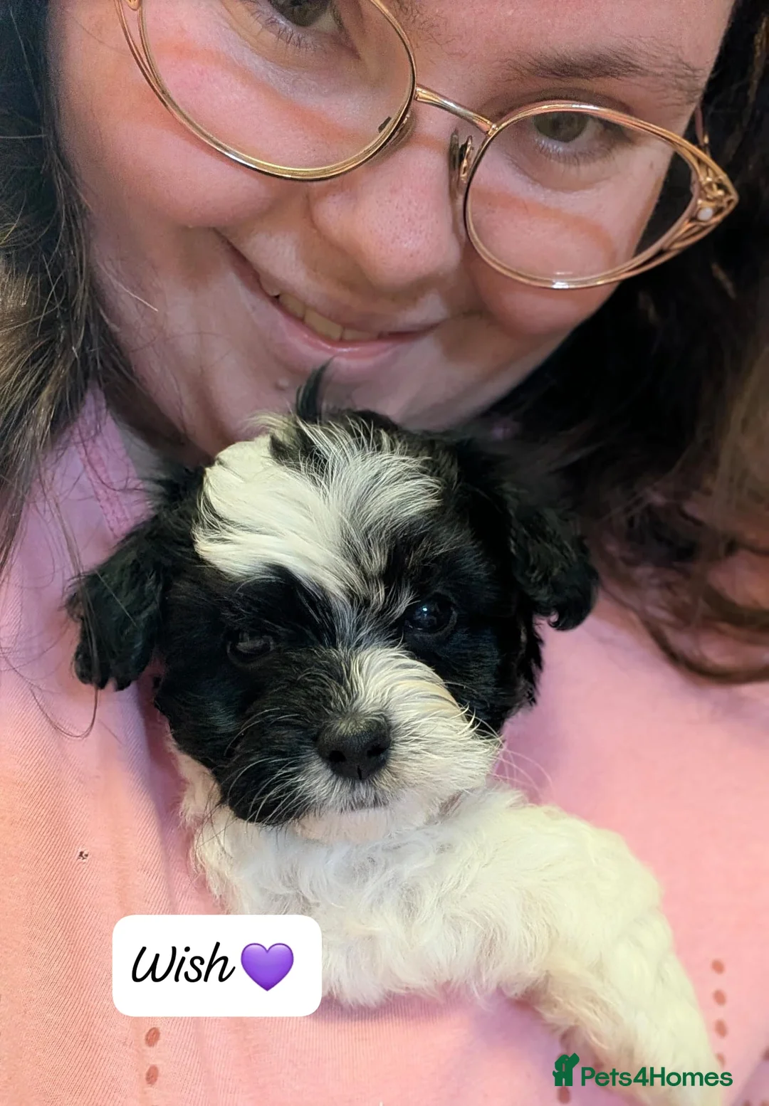 Chipoo dogs for sale: Chipoo Puppies - Advert 3