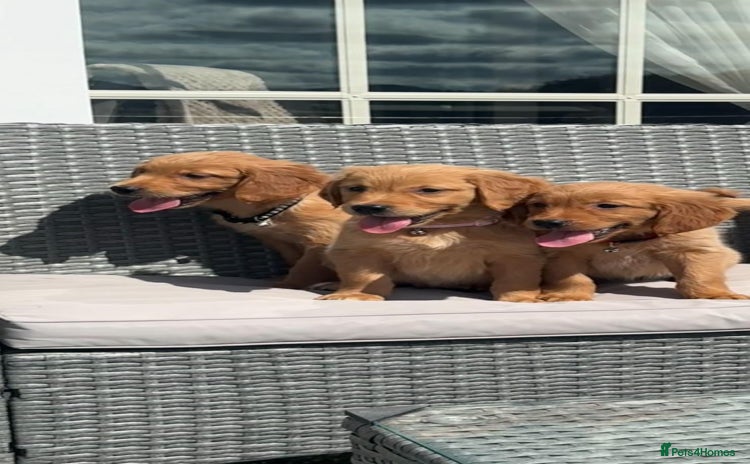 Golden Retriever dogs - Advert 1