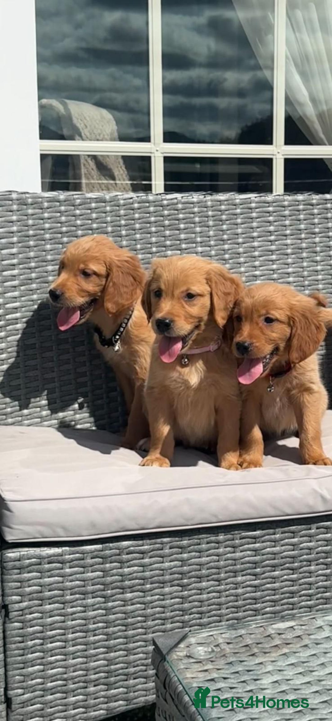 Golden Retriever dogs for sale: Golden Retriever Puppys - Image 1