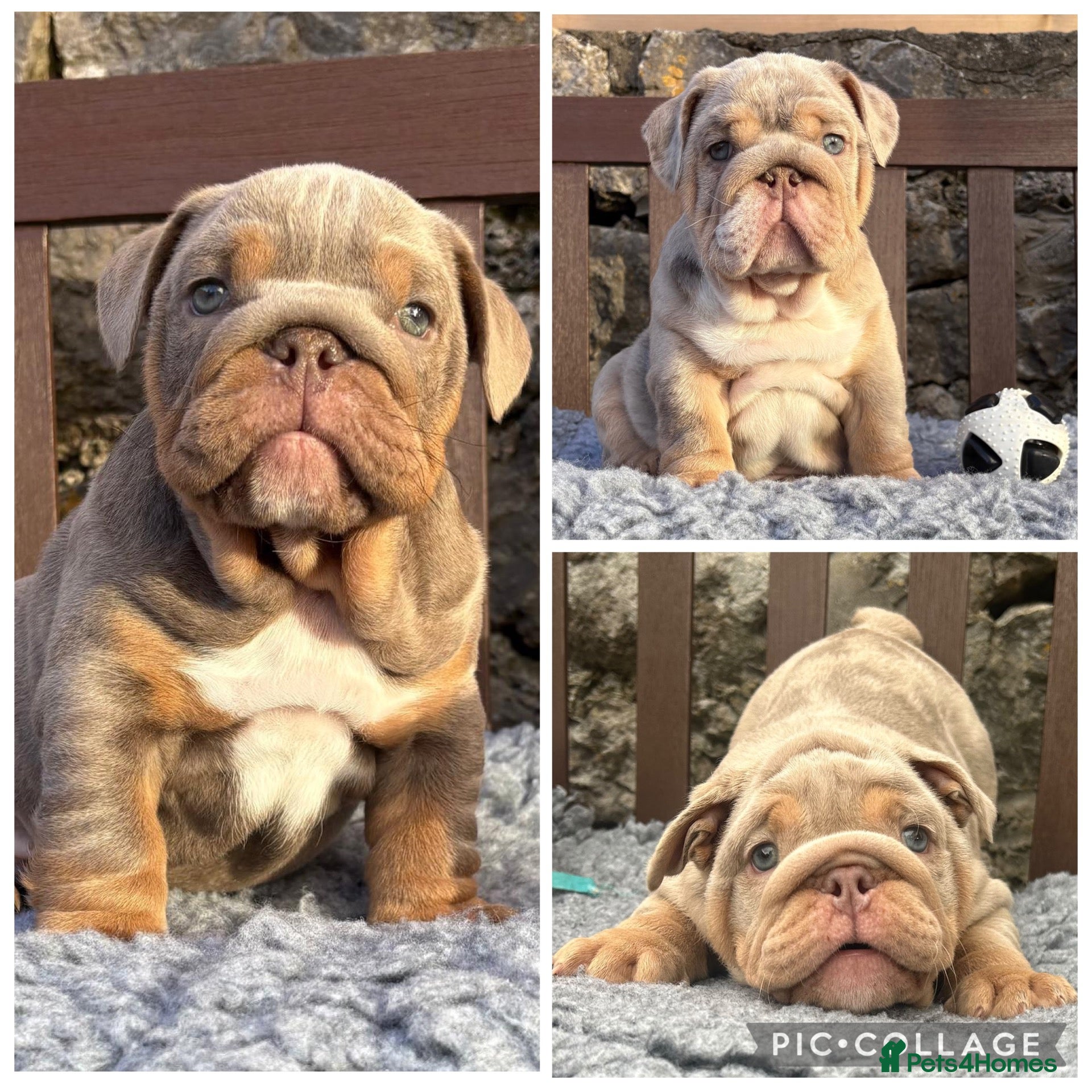 English Bulldog dogs Ready today! English bulldog puppies - Advert 1