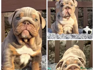 English Bulldog dogs Ready today! English bulldog puppies - Advert 1