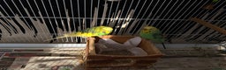 Mixed Breed birds for sale: Budgies for sale - Advert 5