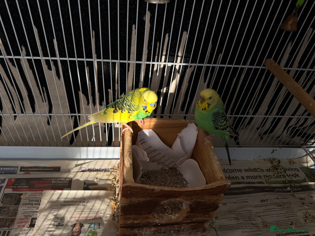 Mixed Breed birds for sale: Budgies for sale - Advert 5