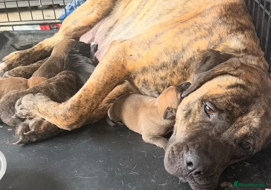 Presa Canario dogs for sale: Presa Canario pups for sale  - Advert 1