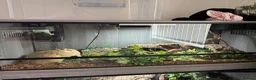 Python Snake reptiles for sale: Snakes and full setup  in Shrewsbury - Advert 2