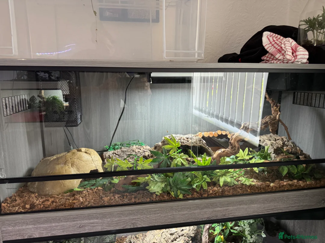 Python Snake reptiles for sale: Snakes and full setup  in Shrewsbury - Advert 2