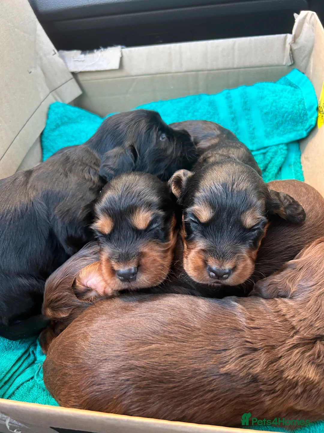 Cocker Spaniel dogs for sale: KC Registered Working Cocker Spaniel Puppies - Advert 16
