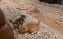 Mixed Breed cats for sale: One ginger boy and one tortie girl  - Image 6