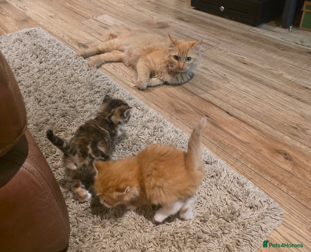 Mixed Breed cats for sale: One ginger boy and one tortie girl  - Image 6
