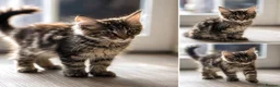 Maine Coon cats for sale: GCCF Maine Coone kittens, tested, vacc, vet check - Advert 2