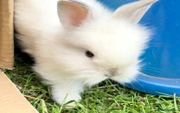 Lionhead rabbits for sale: Teddy Double & Single Lionhead Price starts at £35 - Image 11