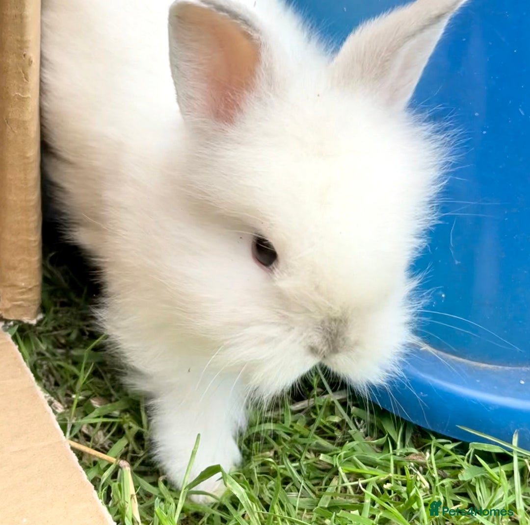 Lionhead rabbits for sale: Teddy Double & Single Lionhead Price starts at £35 - Image 11
