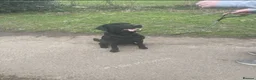 Labrador Retriever dogs for sale: Stunning and lovely male needs a new home in Cardiff - Advert 2