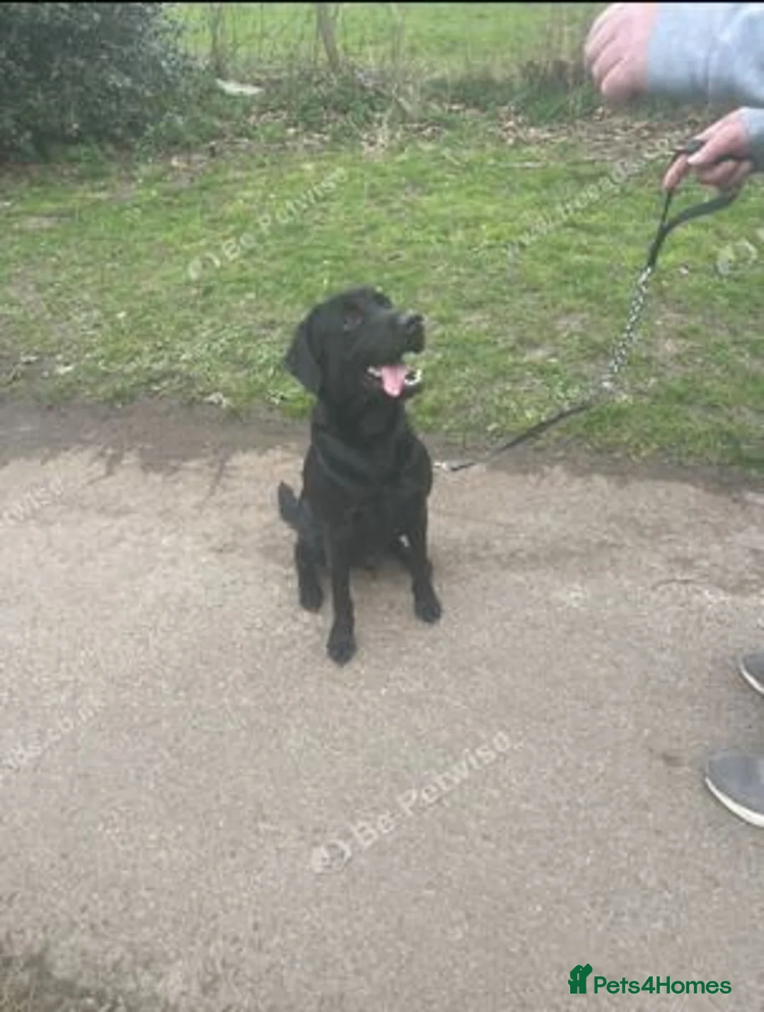 Labrador Retriever dogs for sale: Stunning and lovely male needs a new home in Cardiff - Advert 2