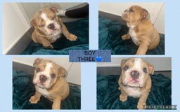 English Bulldog dogs for sale: ENGLISH BULLDOG PUPPIES FOR SALE🩷💙 - Image 5