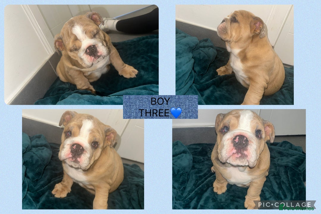 English Bulldog dogs for sale: ENGLISH BULLDOG PUPPIES FOR SALE🩷💙 - Image 5