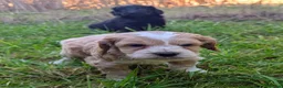 Cockapoo dogs for sale: Licensed breeder, health tested F1 cockapoos - Advert 9
