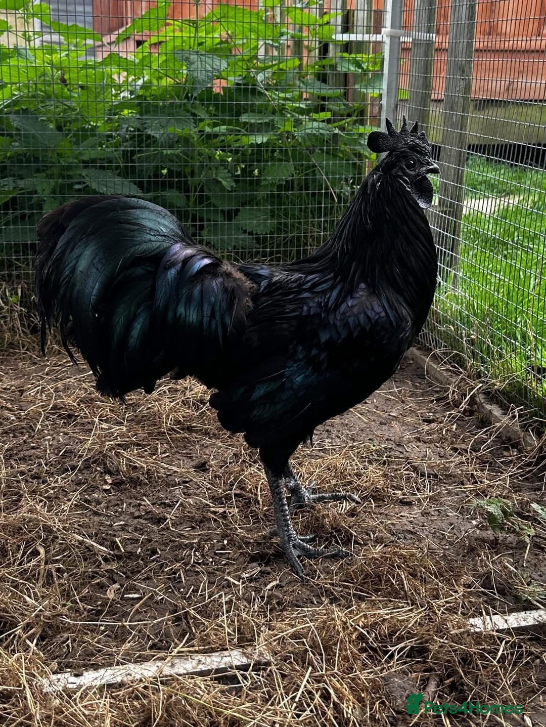 Chickens poultry for sale: RARE Ayam Cemani chicks - Image 1