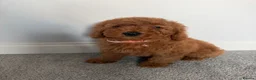 Cockapoo dogs for sale: F1b toy cockapoo Ready to leave  - Advert 11